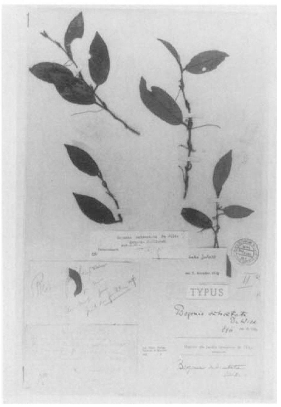 B. subscutata
